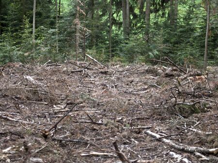 Destroyed woodland, storm damage trees fall downの写真素材