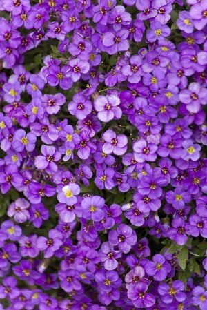 Aubrieta deltoidea, Aubretia plant flowering in springの写真素材