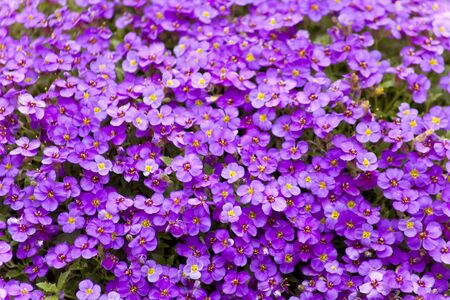 Aubrieta deltoidea, Aubretia plant flowering in springの写真素材