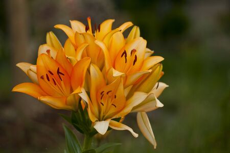 Orange lilly with multi colored natural backgroundの写真素材