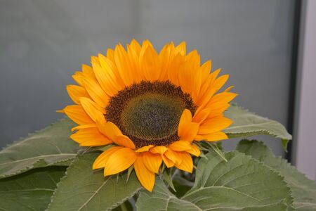 Sunflower bright colors bud close upの写真素材