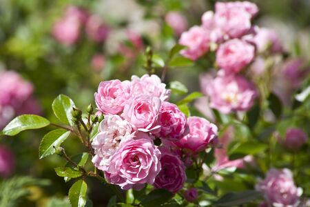 Pink roses in gardenの写真素材