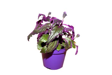 Indoor Plant gynura with violet leaves (gynura scandens)の写真素材