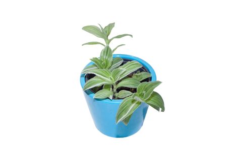 Tradescantia albiflora plant with green and white striped leaves. Home plansの写真素材