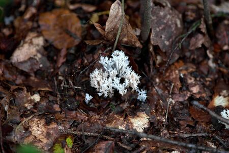Ramaria pallida coral mushroom in woodの写真素材