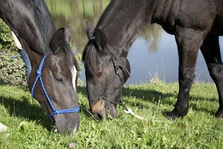 Horses grazing in meadow with lake in background. riding out in beautiful rural landscapeの写真素材