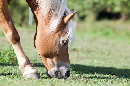 Haflinger horse grazing on meadowの写真素材