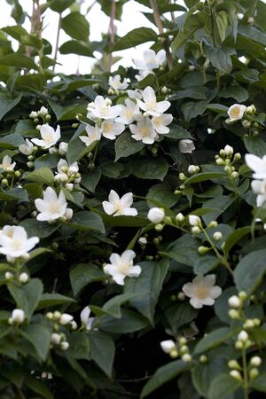 Jasminum officinale, common jasmine plantの写真素材