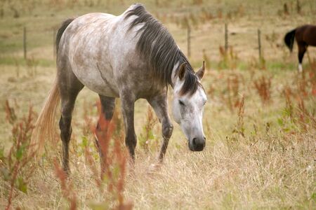 Dapple gray arab horse in meadowの写真素材