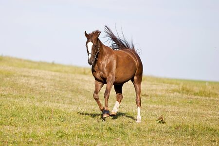 Happy shiny horse run free in meadow. horses power frontal in gallopの写真素材