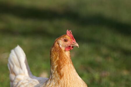 Chicken hen breed "Rhineland Chicken" (Gallus gallus domesticus) portraitの写真素材