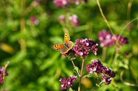 Small common copper butterfly- Lycaena phlaeas on flowerの写真素材