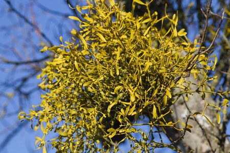 Common mistletoe Viscum album, species of mistletoeの写真素材