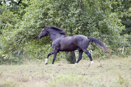 Black horse gallop free in meadowの写真素材