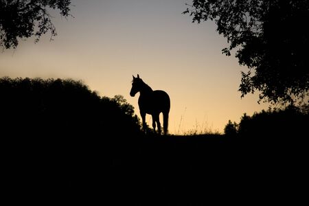 Horse backlight silhouette in sunsetの写真素材