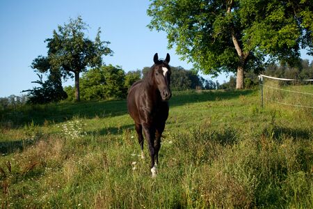 Black shiny horse on meadow with green brightの写真素材