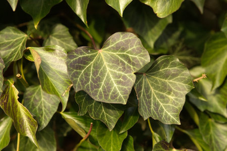 Ivy Hedera helix 'WOERNER' on tree,の写真素材