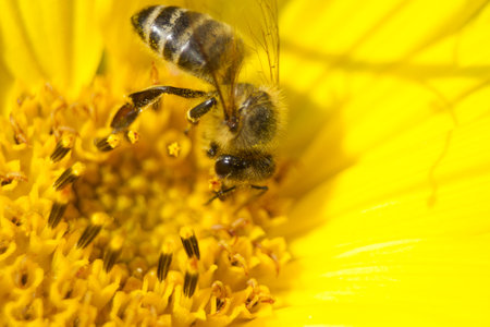 Macro Close Up Bee collecting nectar in bright yellow sunflowerの写真素材