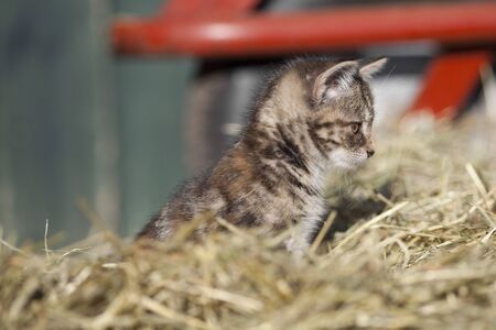 Baby cat, cute kitten in hay on farmの写真素材