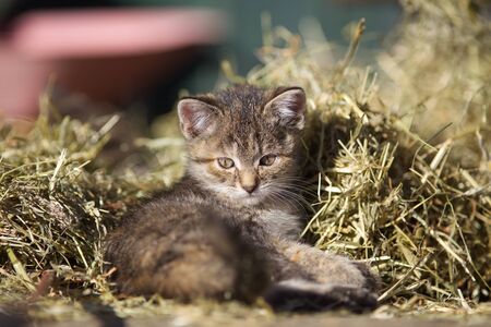 Baby cat, cute kitten in hay on farmの写真素材