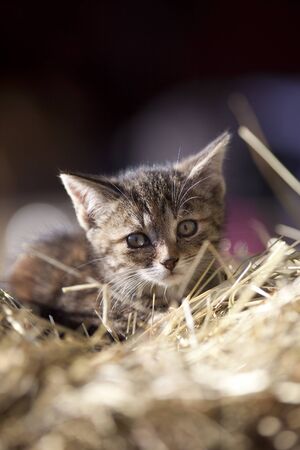 Baby cat, cute kitten in hay on farmの写真素材