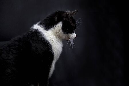 Black and white cat with dark background portraitの写真素材