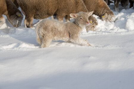 Cute lamb in snow with many sheep in winter meadowの写真素材
