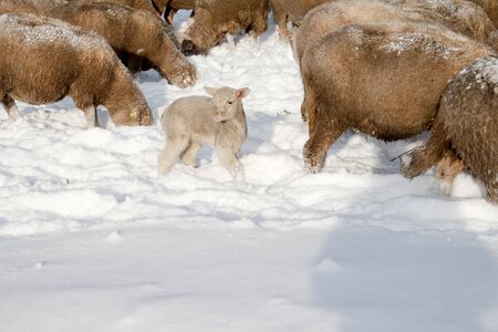 Cute lamb in snow with many sheep in winter meadowの写真素材