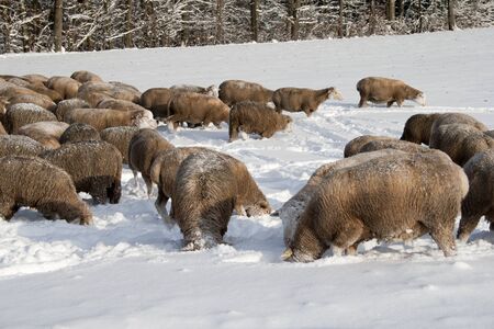 Many sheep in winter meadowの写真素材