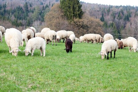 Black sheep in middle of white sheeps. Sheep portrait outside on meadow eat grassの写真素材