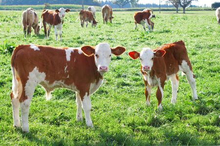 Cute baby cow in meadow outdoorsの写真素材