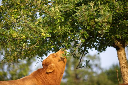 Cow in meadow outdoors eat leaf on a treeの写真素材