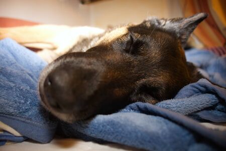 German shepherd dog sleep. Sleeping dogs face close upの写真素材