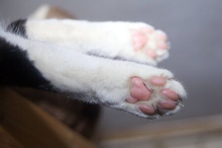 Cat paw. white paws underside from kittyの写真素材