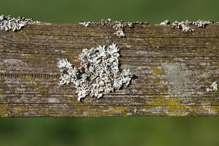 lichen on wood. Parmelina pastilliferaの写真素材