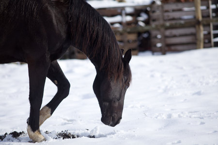 Black Horse in winter step in snowの写真素材