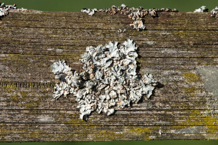 lichen on wood. Parmelina pastilliferaの写真素材