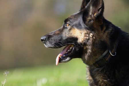 German Shepard dog in meadow portraitの写真素材