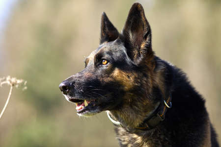 German Shepard dog in meadow portraitの写真素材