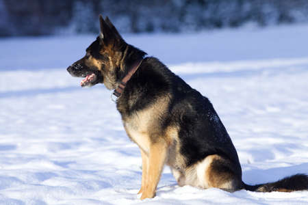 German Shepherd Dog in winter play in snow fieldの写真素材