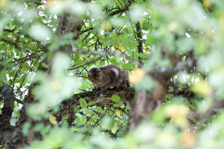 cat high up in tree huntingの写真素材