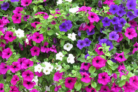 colorful petunia flowers in summer gardenの写真素材