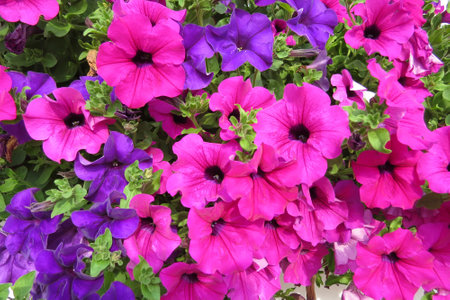 colorful petunia flowers in summer gardenの写真素材