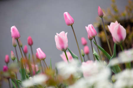 tulip flowers in garden with bright colorsの写真素材
