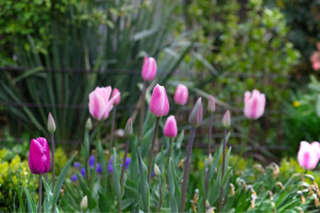 tulip flowers in garden with bright colorsの写真素材