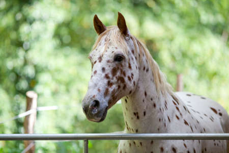 Appaloosa Horse with spots portrait. White color with brown spotsの写真素材