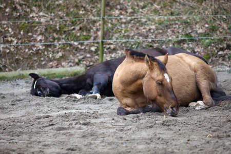 two horses lay down to sleepの写真素材