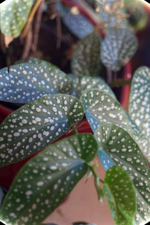 polka dot begonia indoor plant Begonia maculataの写真素材