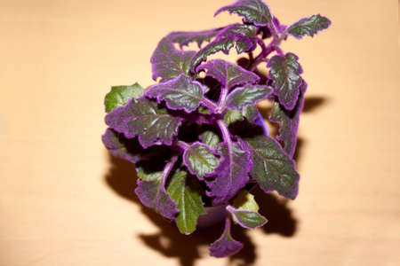 Indoor Plant gynura with violet leaves (gynura scandens)の写真素材