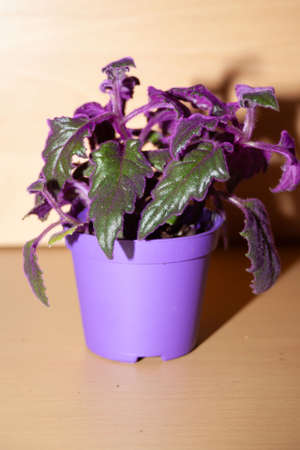 Indoor Plant gynura with violet leaves (gynura scandens)の写真素材